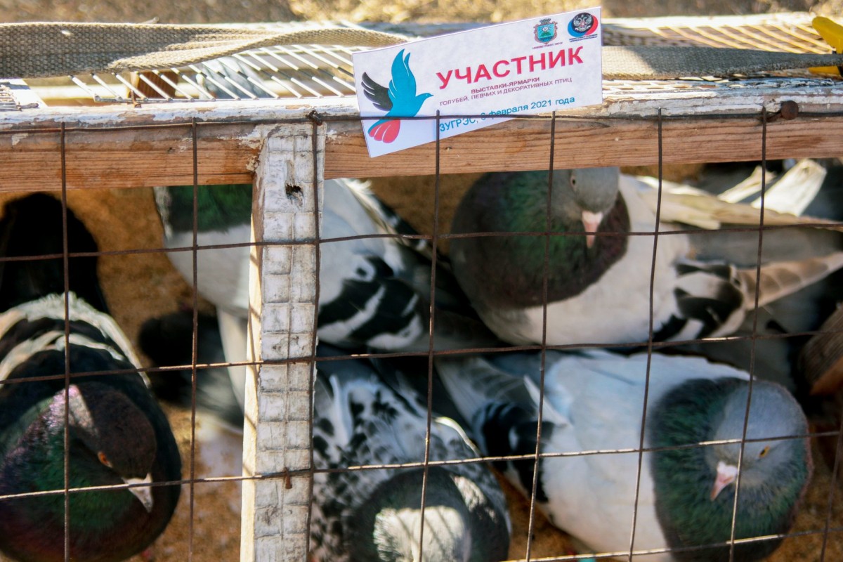На других посмотреть и себя показать: в Зугрэсе провели выставку-ярмарку голубей, певчих и декоративных птиц